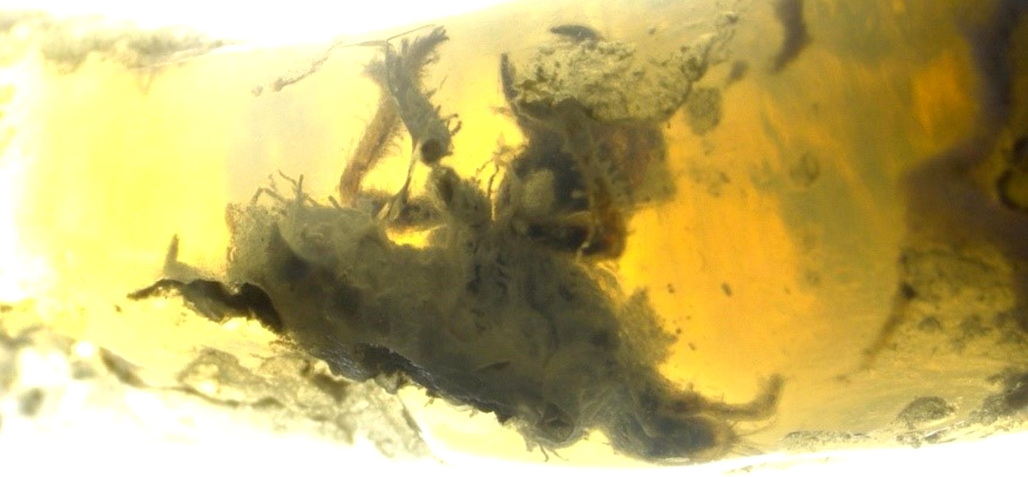 Photographie de la larve de cigale fossile incluse dans l’opale.