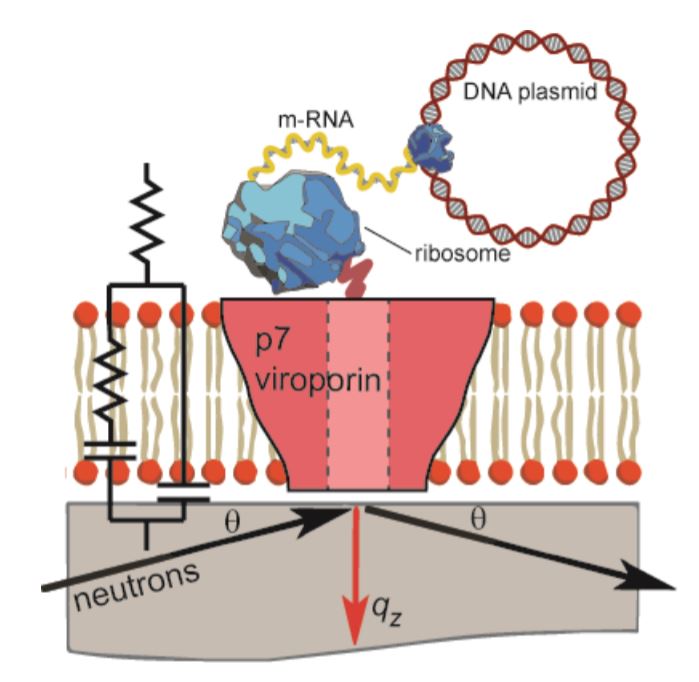 La préparation acellulaire des bicouches supportées contenant la p7 et les mesures RN et SIE (© T. Soranzo1, D.K. Martin, J-L. Lenormand, E.B. Watkins / Synthelis SAS, Université Grenoble Alpes, Los Alamos National Laboratory)