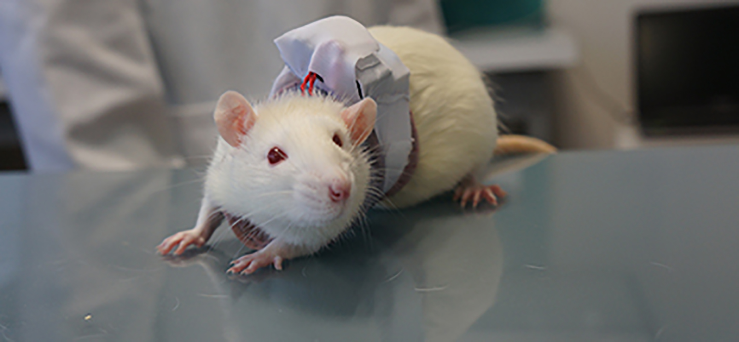Un gilet connecté pour rats de laboratoire © Etisense