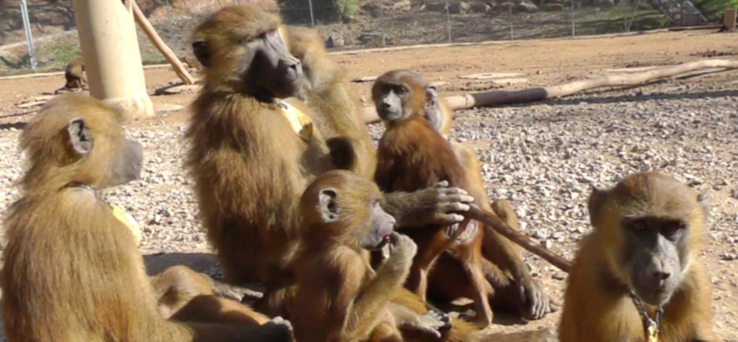 Image in situ des babouins enregistrés © Caralyn Kemp et Julie Gullstrand / Laboratoire de psychologie cognitive (CNRS / AMU)