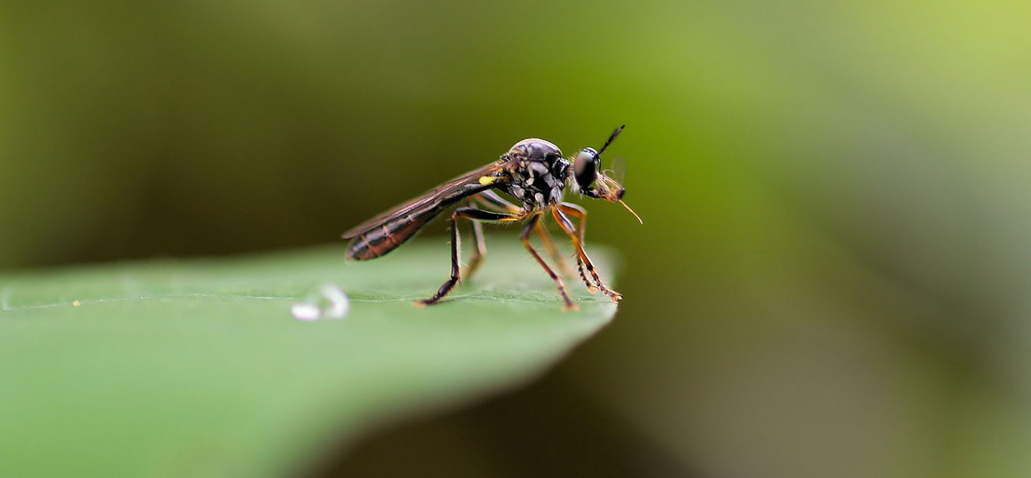 Moustique © Steluma / Flick, CC BY-NC