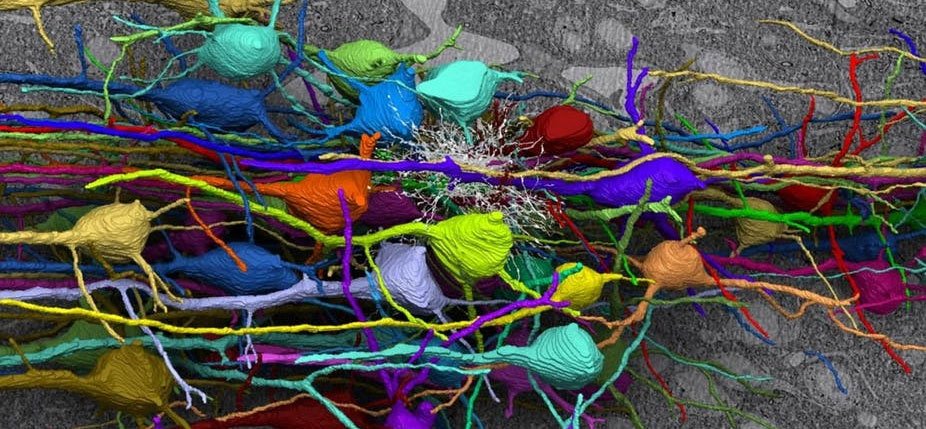 Représentations de neurones en 3D. © Zeiss / VisualHunt , CC BY-NC-ND