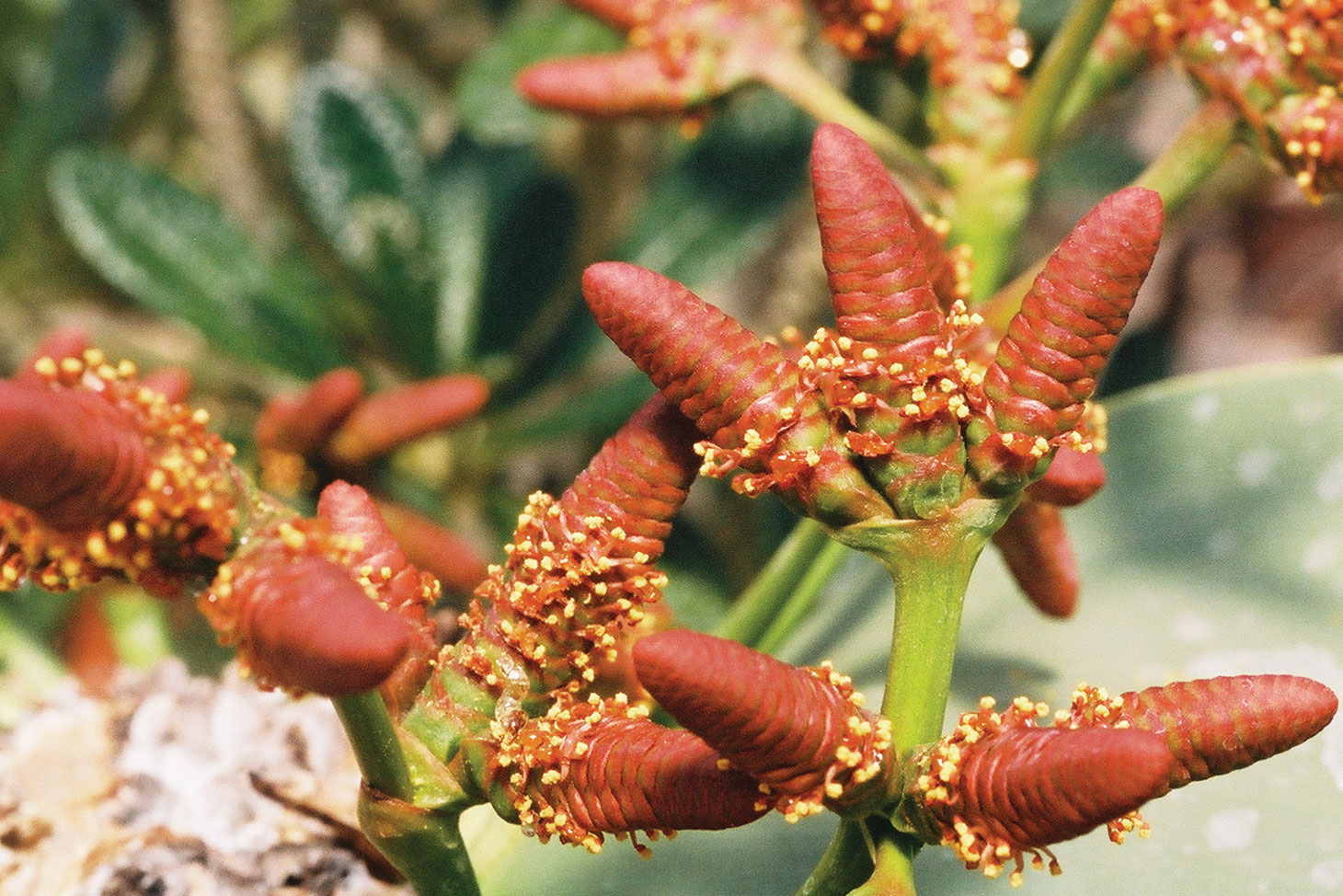 Welwitschia mirabilis