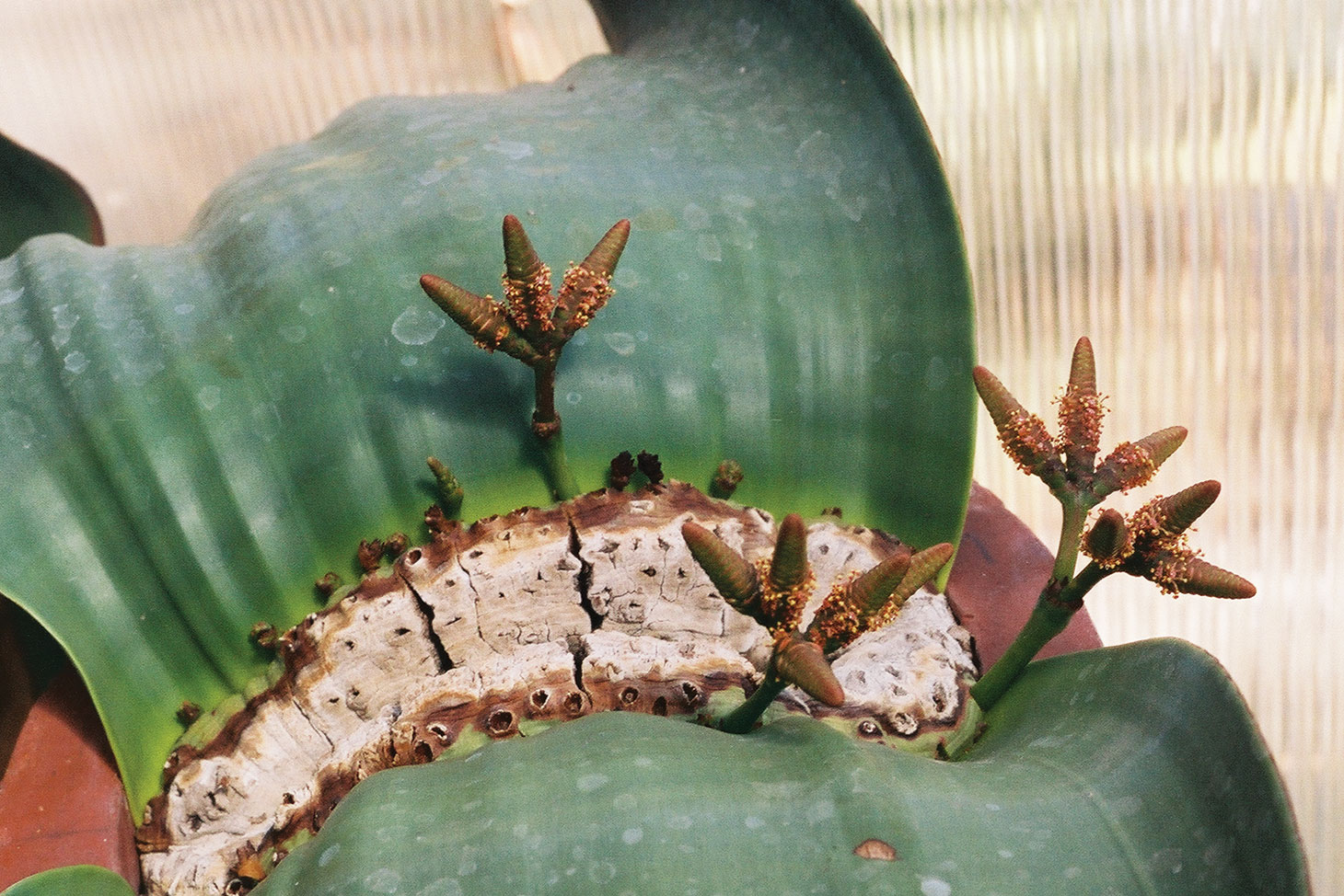 Welwitschia mirabilis