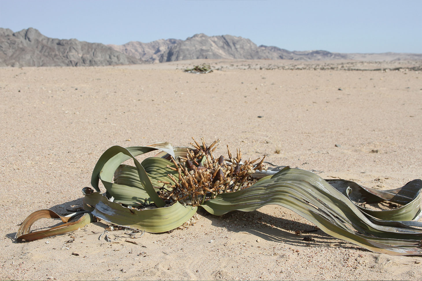 Welwitschia mirabilis Welwitschia mirabilis