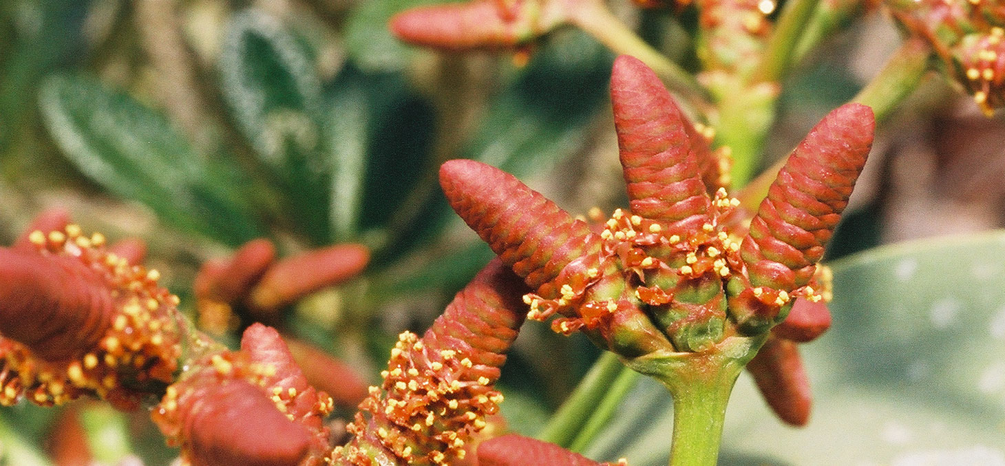 La plante Welwitschia mirabilis © Michael W. Frohlich