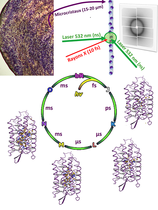 Microcristaux de bactériorhodopsine © Eriko Nango, Cecilia Wickstrand, Richard Neutze, Antoine Royant