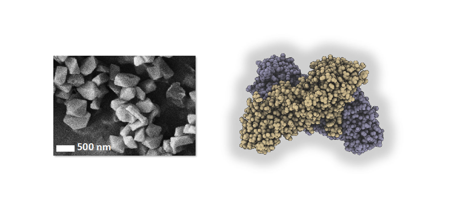 C’est à partir de ces cristaux (observés en microscopie électronique à balayage, à gauche) que la structure de la toxine BinAB a été résolue (schéma, à droite). © Mari Gingery (cliché de microscopie électronique, à gauche) / Jacques-Philippe Colletier (sc