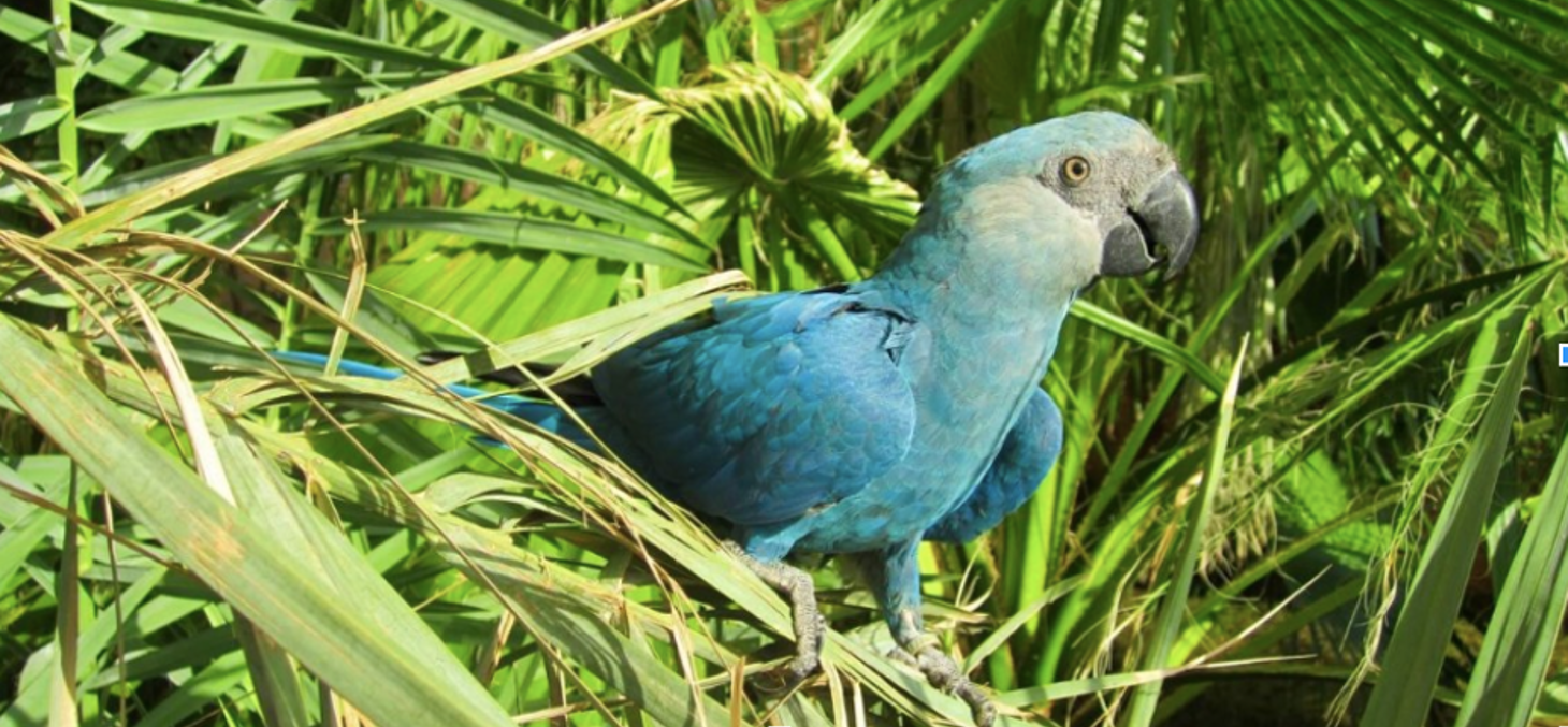 L’Ara de Spix est une espèce d'oiseaux considérée comme éteinte à l'état sauvage. 