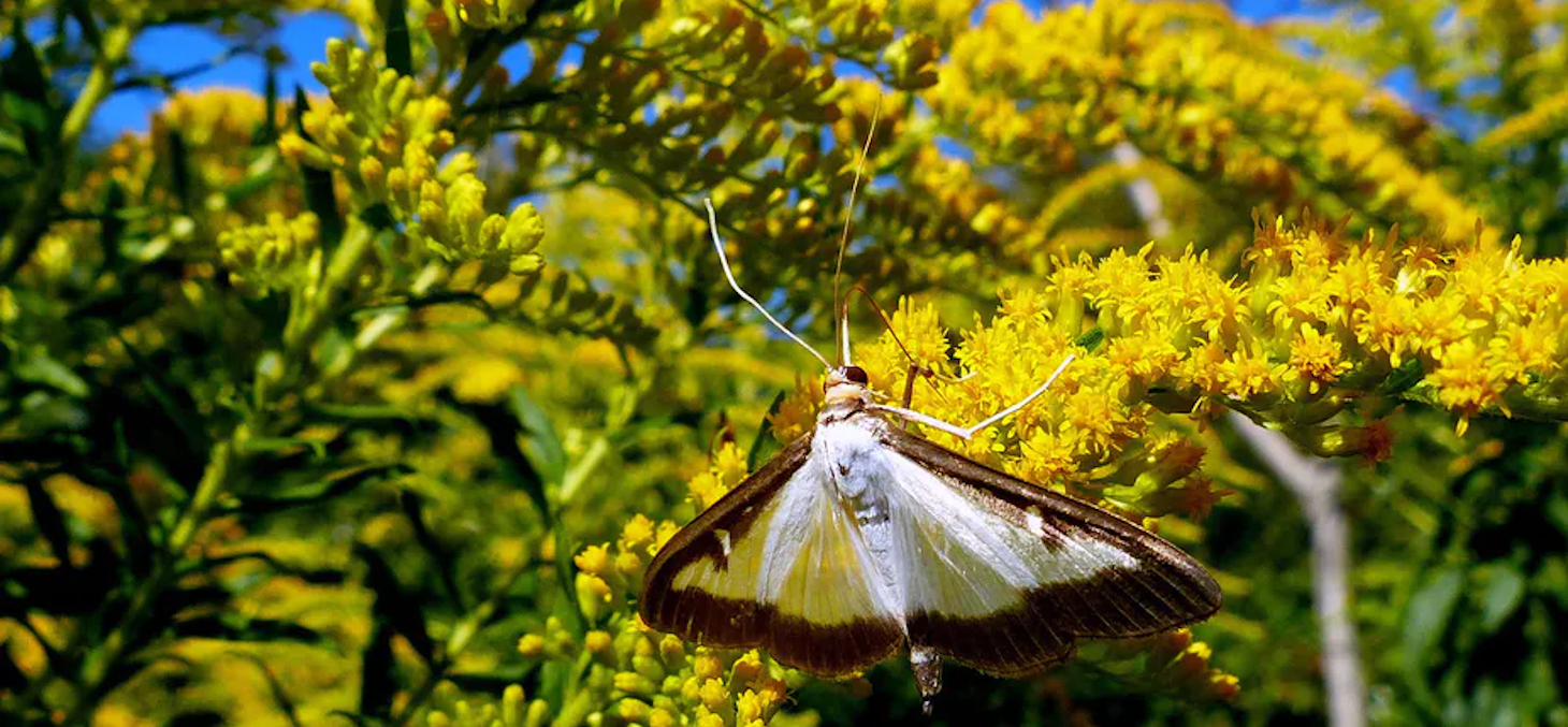 La Pyrale du buis peut être combattue par le bioinsecticide Btk. Jean Guérin/Flickr, CC BY-NC-SA