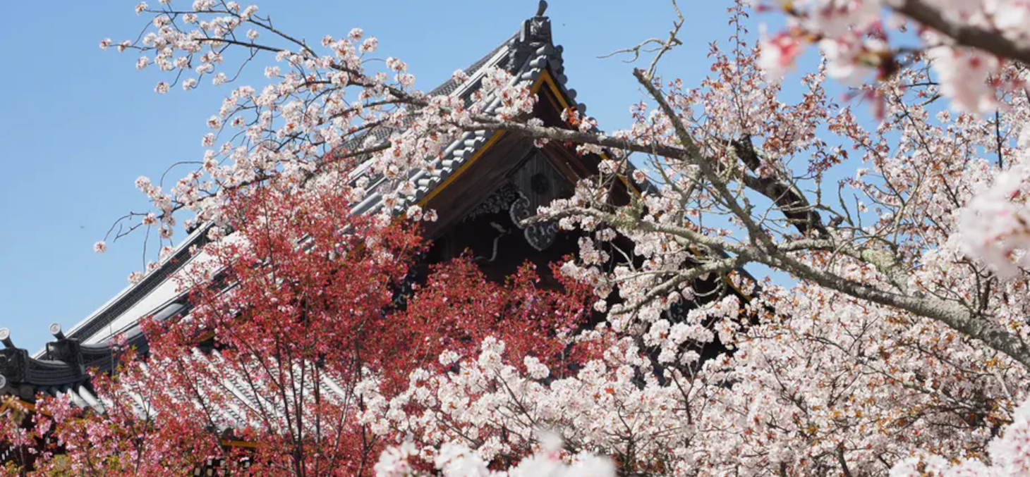 Temple Ninna-ji, à Kyoto en mars 2021. M.P-Traversaz, CC BY-NC-ND