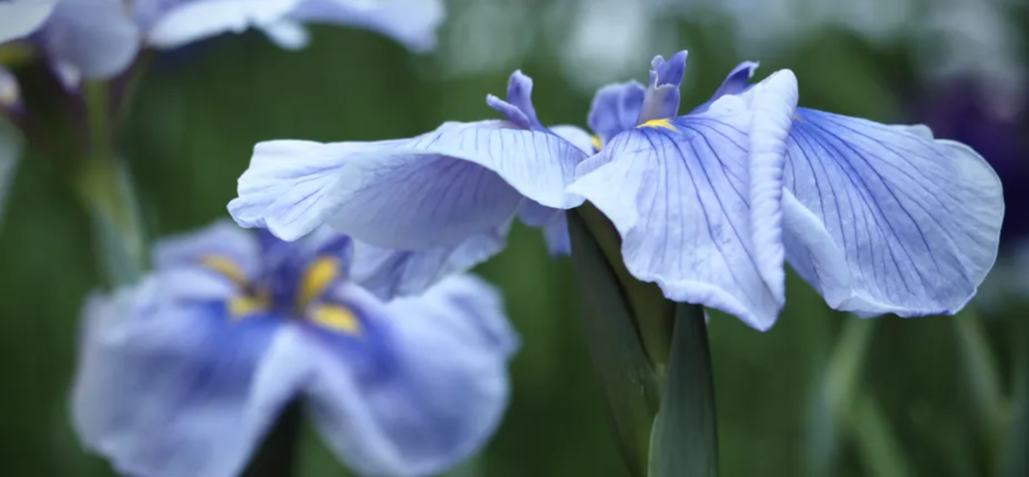  Hanash?bu (Iris ensata) du jardin Meigetsu-in, à Kamakura en mai 2021. M.P-Traversaz, CC BY-NC-ND 