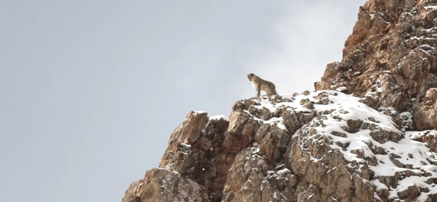 S'approcher de la vie sauvage…sans jamais la rencontrer? Allociné