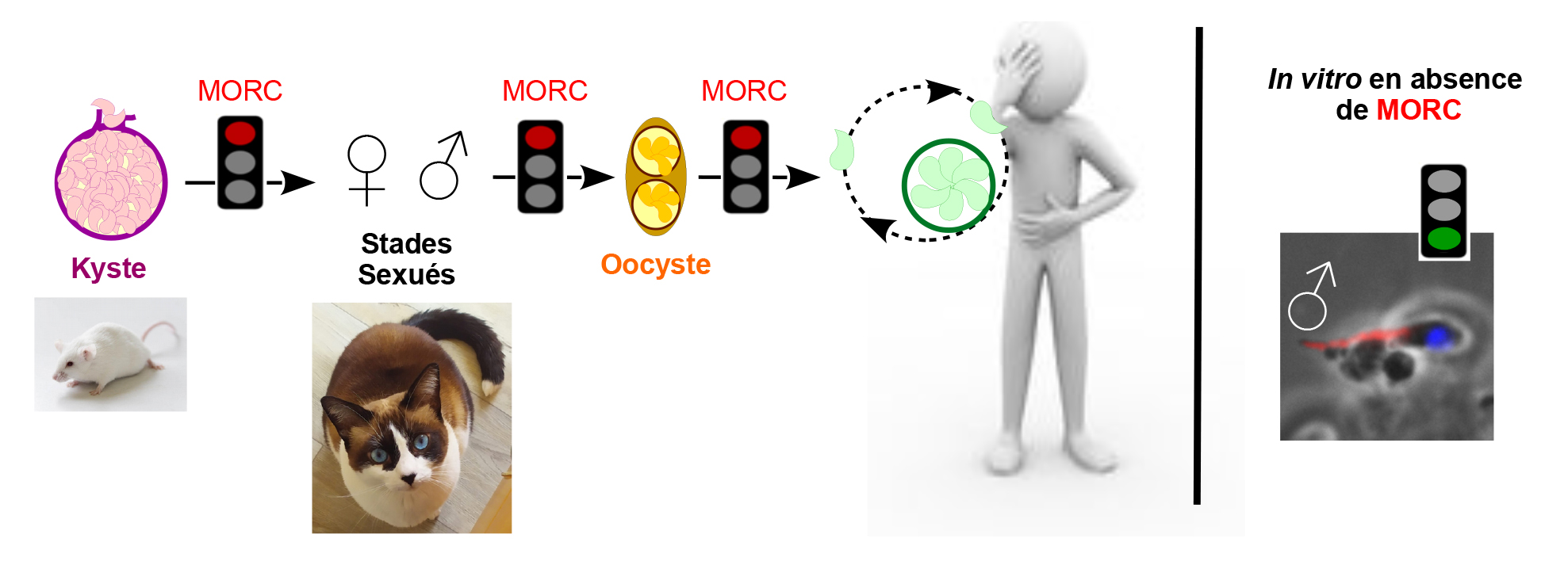 MORC régule le cycle de vie de Toxoplasma, entre Homme et Chat