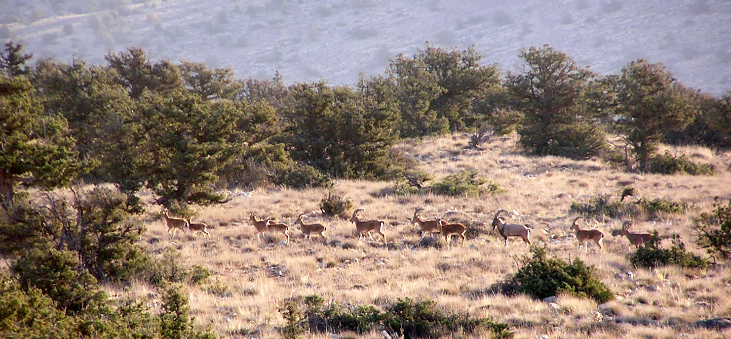 Harde d’aegagres (Parc National du Golestan, Iran) © H. Rezaei