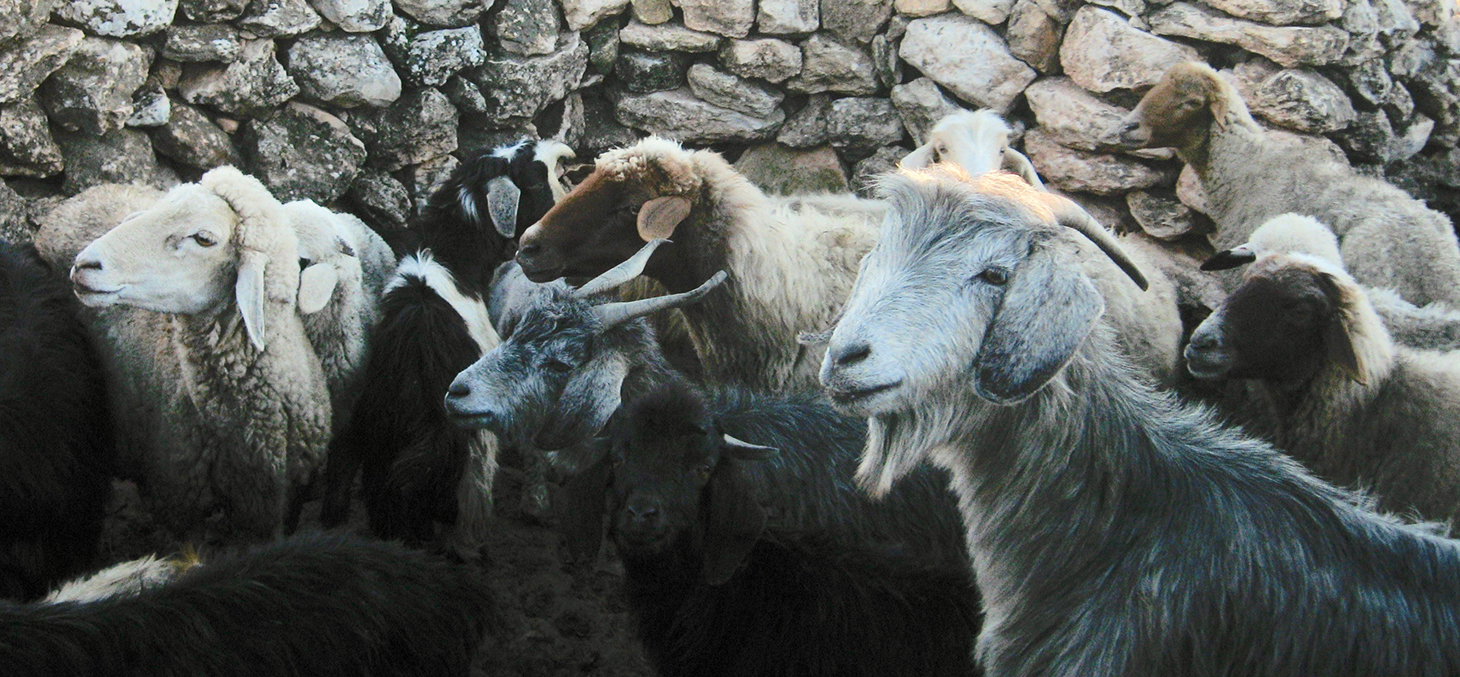 Elevage traditionnel de chèvres et moutons (Maroc) © B.Benjelloun