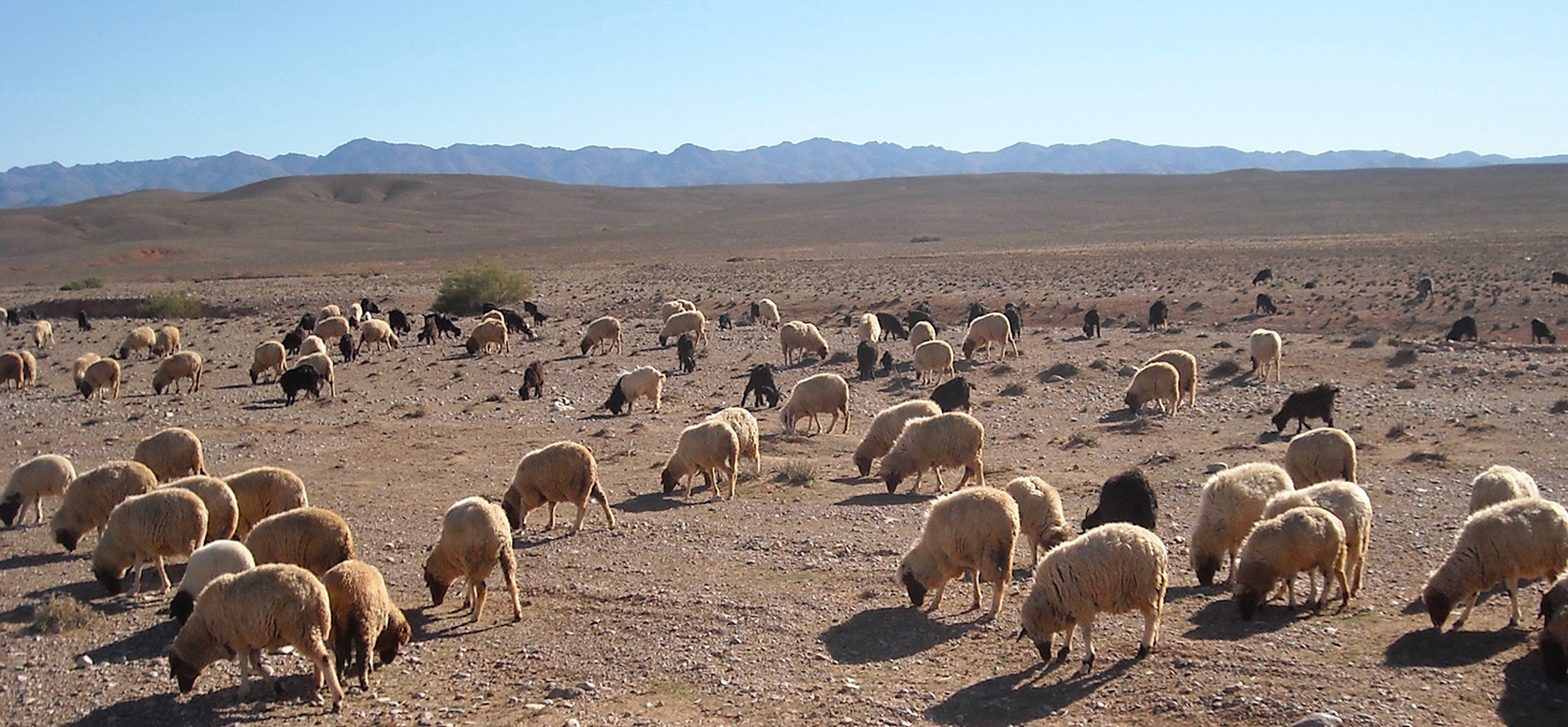 Troupeau mixte de chèvres et moutons élevés dans l’Atlas © F. Pompanon