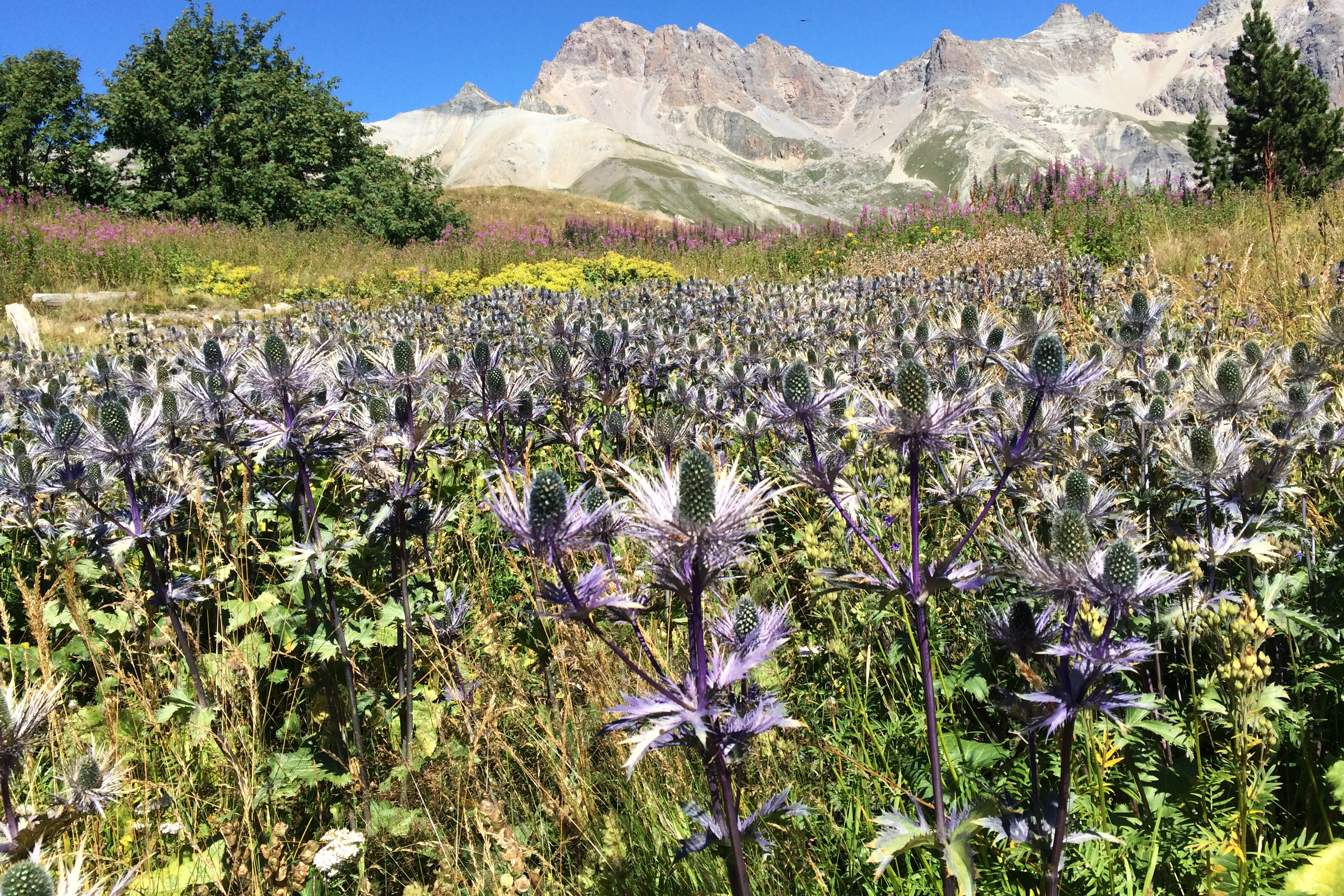 Un champ de chardons bleus, la plante emblématique protégée : la reine des alpes, avec la chaîne du Galibier à l’arrière-plan.
