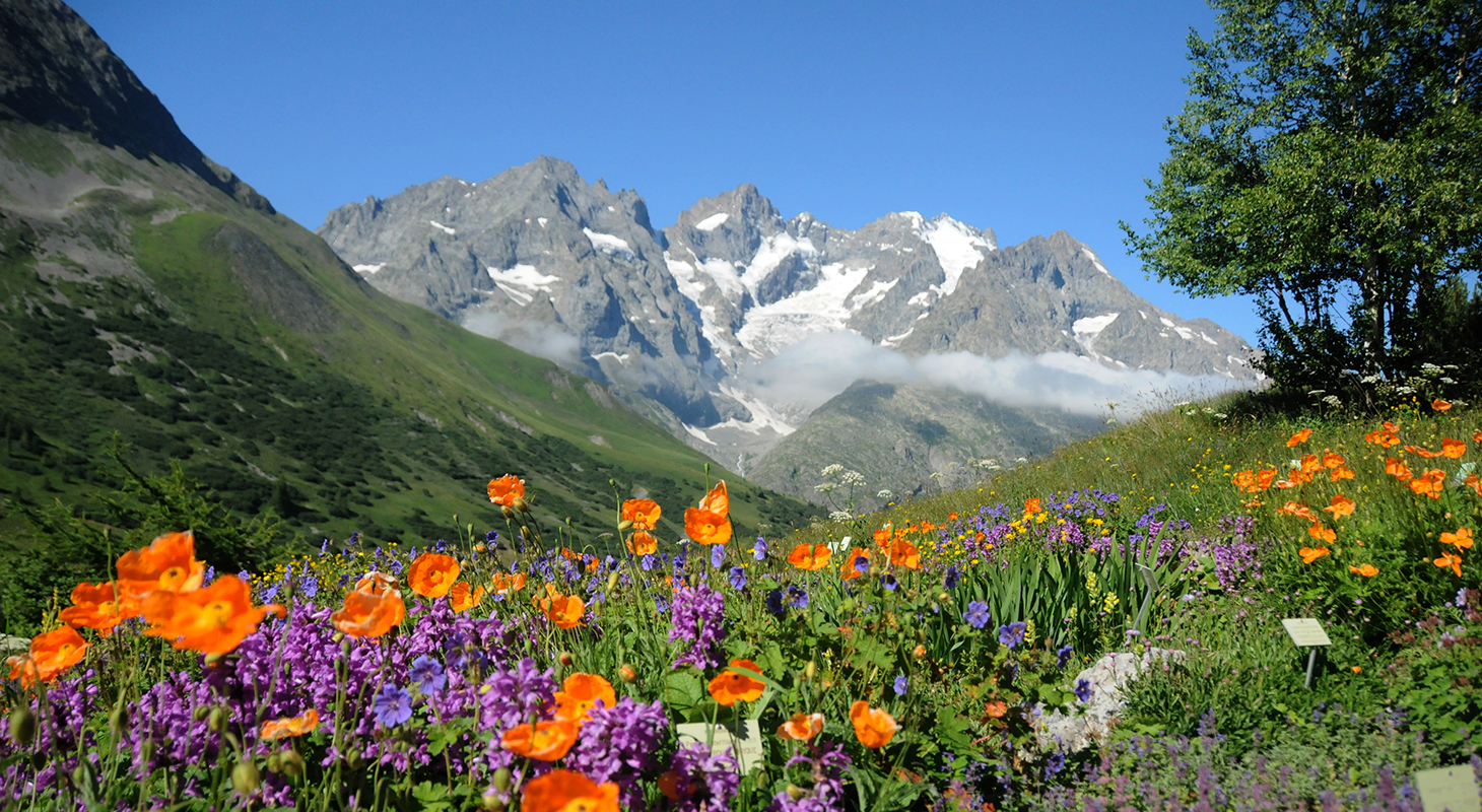 Vue du Jardin du Lautaret