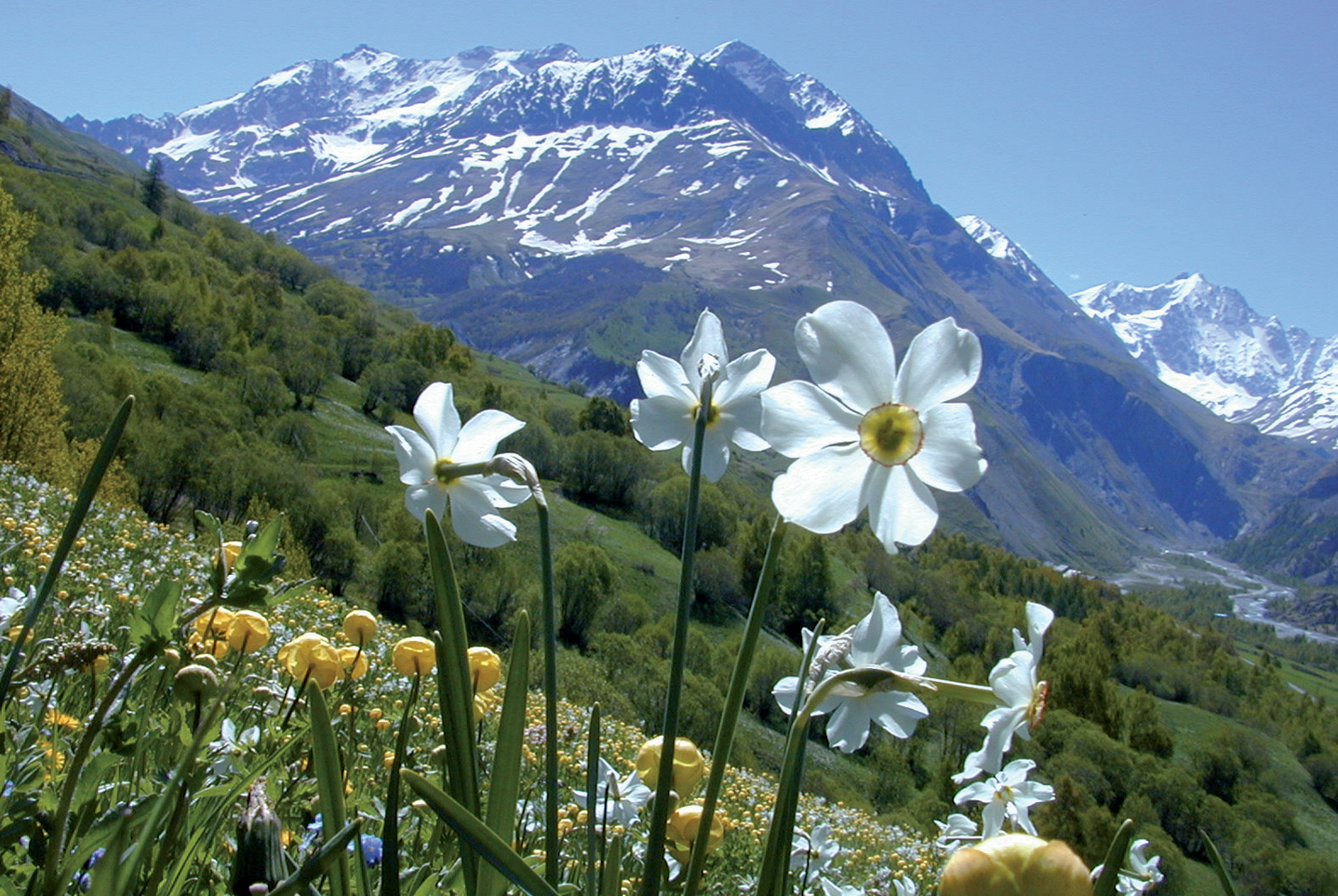 Prairie subalpine (1800 m) dominée par les narcisses des poètes (en blanc) et les trolles d'Europe (en jaune) © Serge Aubert/SAJF Prairie subalpine (1800 m) dominée par les narcisses des poètes (en blanc) et les trolles d'Europe (en jaune) © Serge Aubert/SAJF