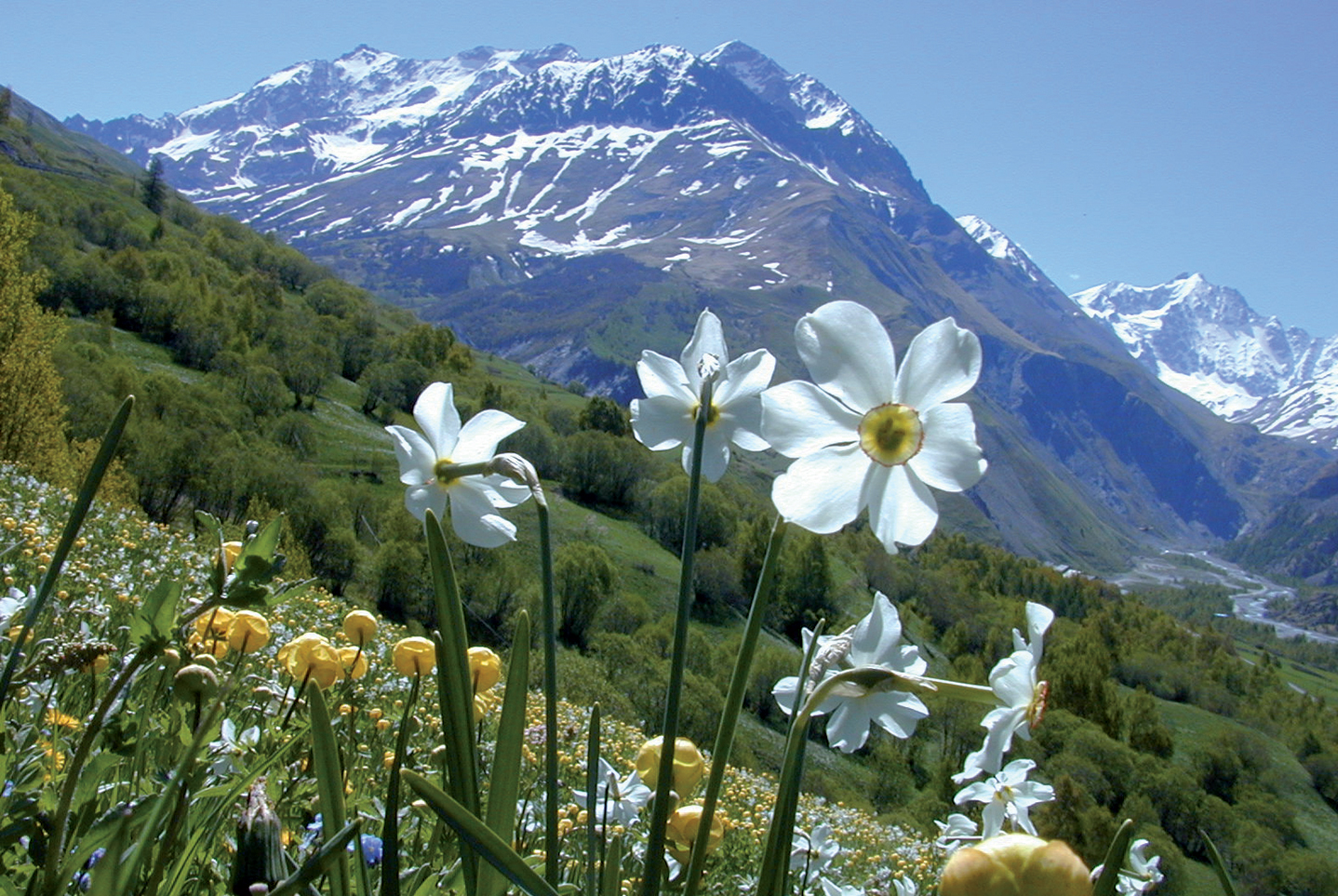 Prairie subalpine (1800 m) dominée par les narcisses des poètes (en blanc) et les trolles d'Europe (en jaune) © Serge Aubert/SAJF