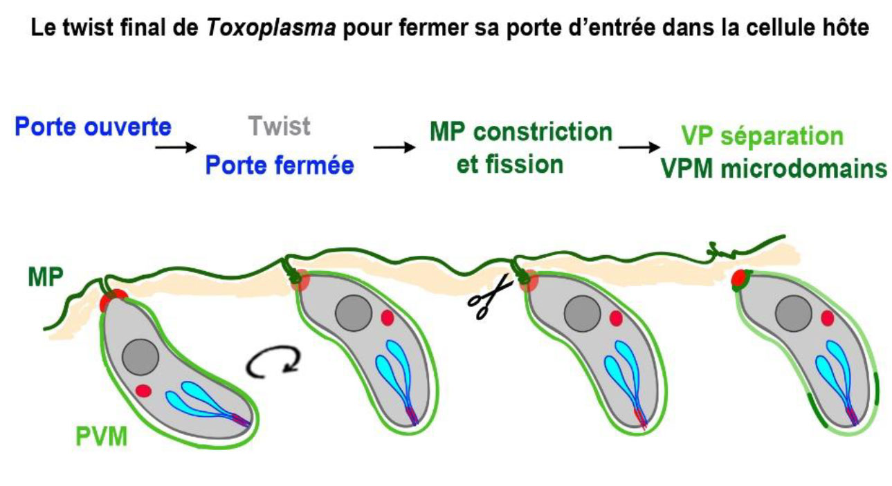 Le parasite, une fois rentré dans la cellule, effectue une rotation qui lui permet de refermer la porte qu'il avait ouverte. Le parasite, une fois rentré dans la cellule, effectue une rotation qui lui permet de refermer la porte qu'il avait ouverte.