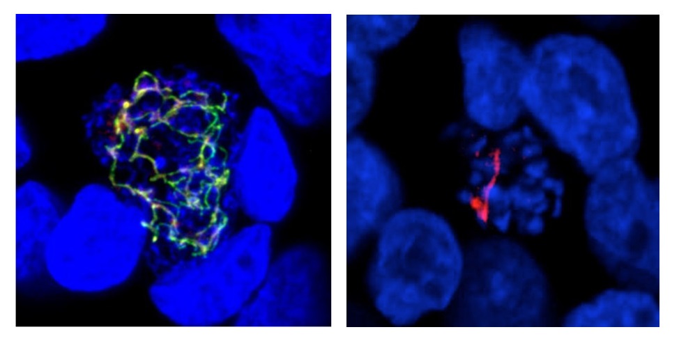 Parasite de la malaria