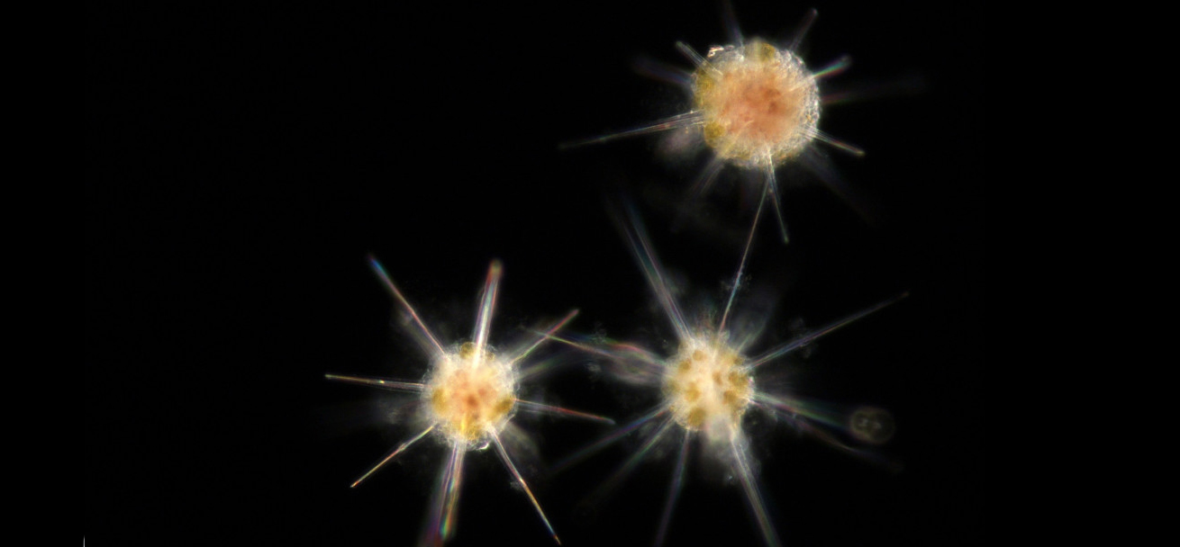 Acanthaires, micro-organismes présents dans le plancton marin © Decelle