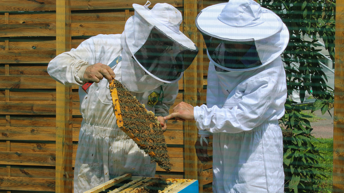 Les abeilles sont en pleine en santé ! Une semaine après leur arrivée, deux nouveaux cadres ont rajoutés dans chacune des ruches
