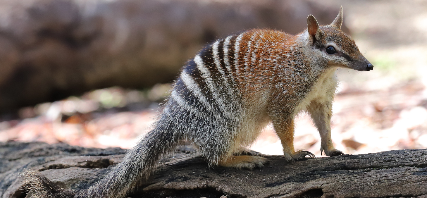 Le numbat, carnivore marsupial présent uniquement dans les bois d'eucalyptus du sud de l’Australie. Les prédictions estiment une réduction de son aire de répartition de 54 % à horizon 2040-2060. Shutterstock