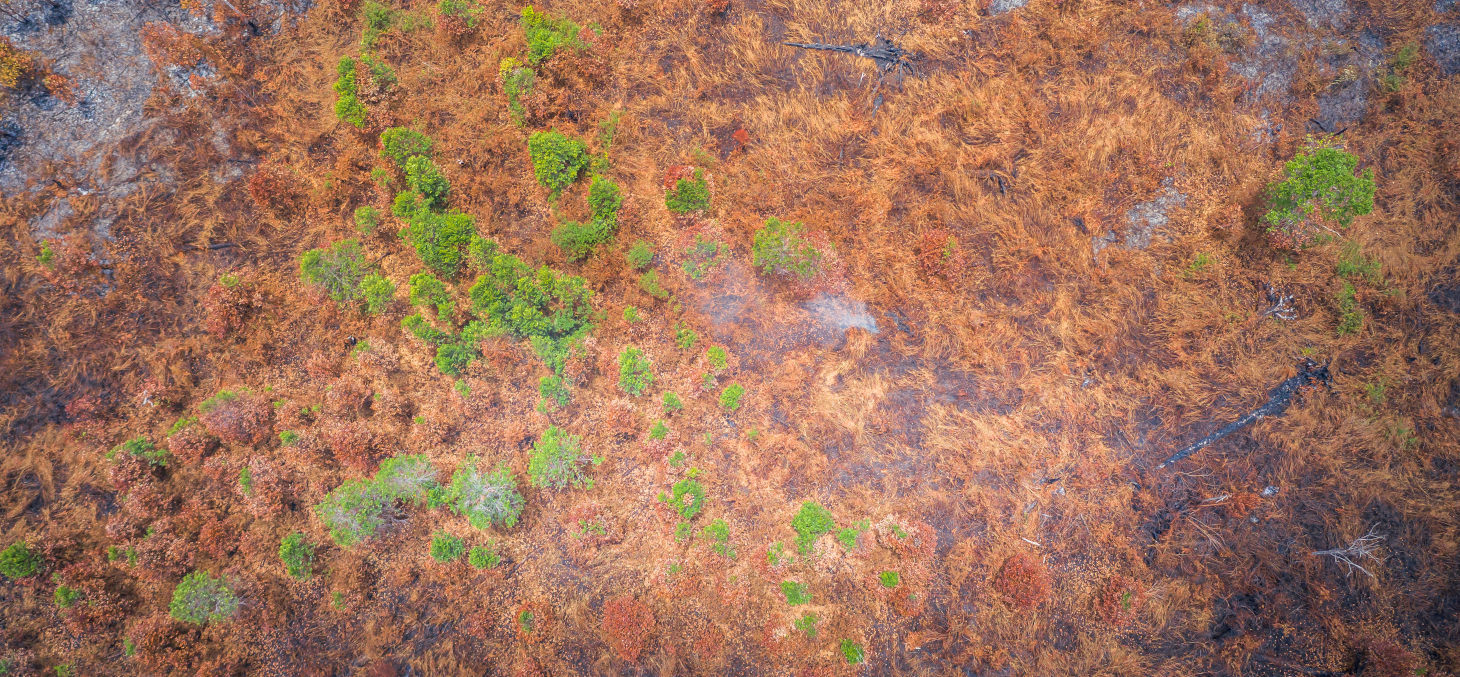 Forêt brûlée en Sibérie après trois années consécutives d’incendies de plus en plus massifs - Shutterstock