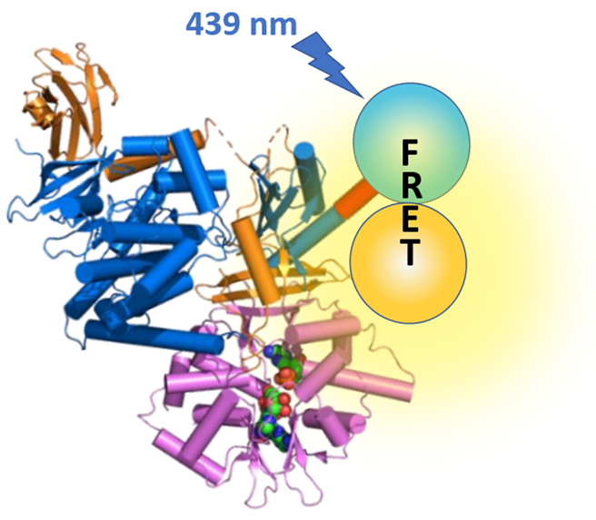 AMP-activated protein kinase (AMPK)